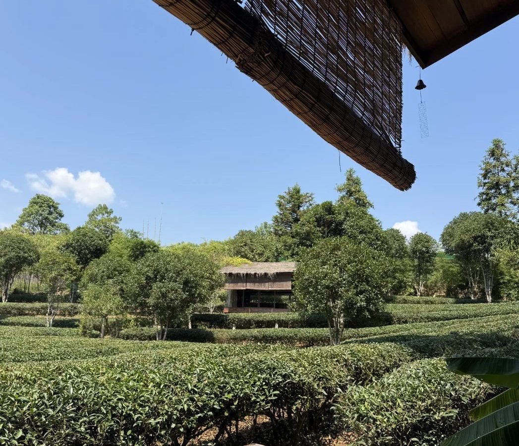 泡茶用什么水 · 国际生活场景