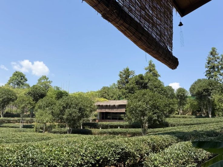 泡茶用什么水 · 国际生活场景