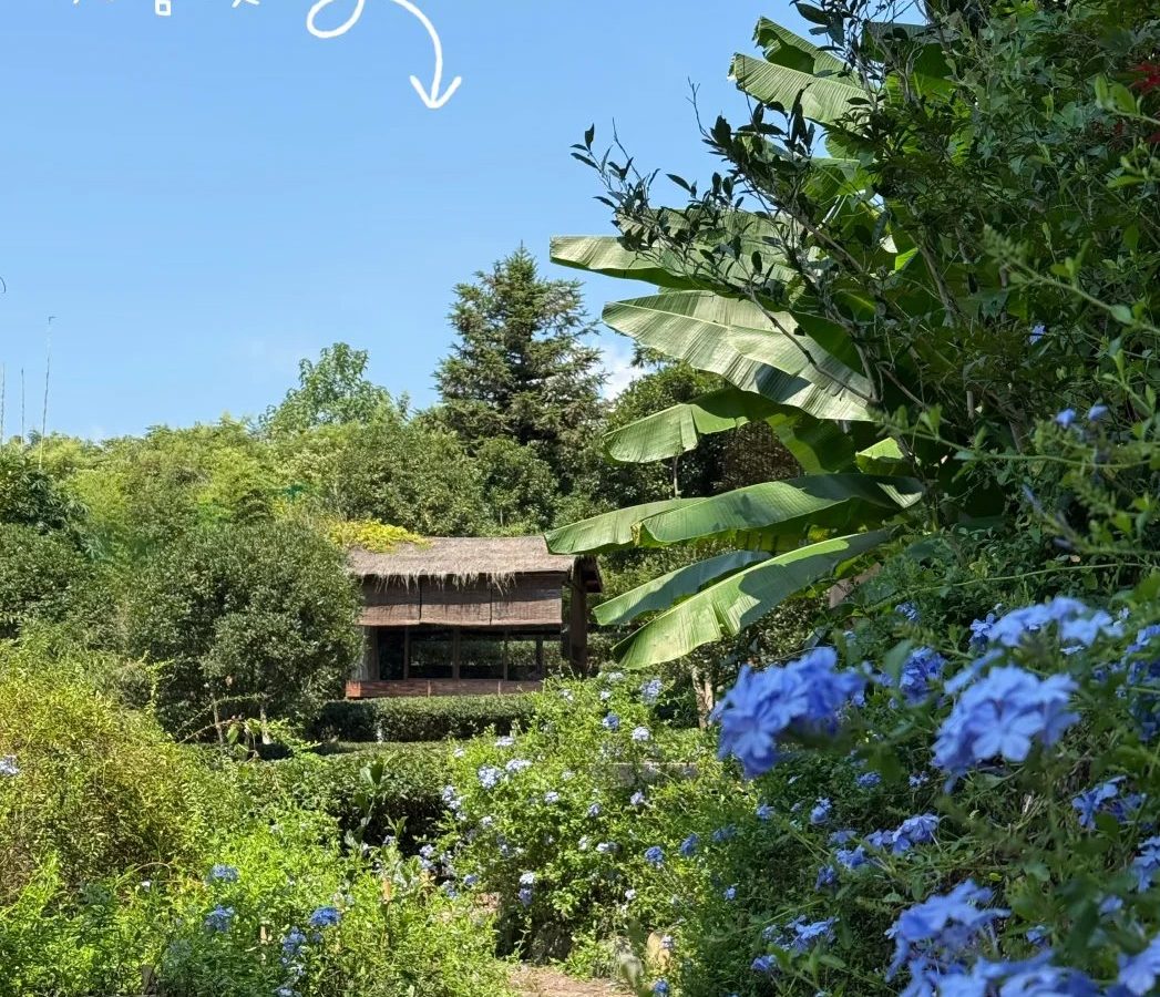 体质与茶类怎么匹配 · 国际生活场景