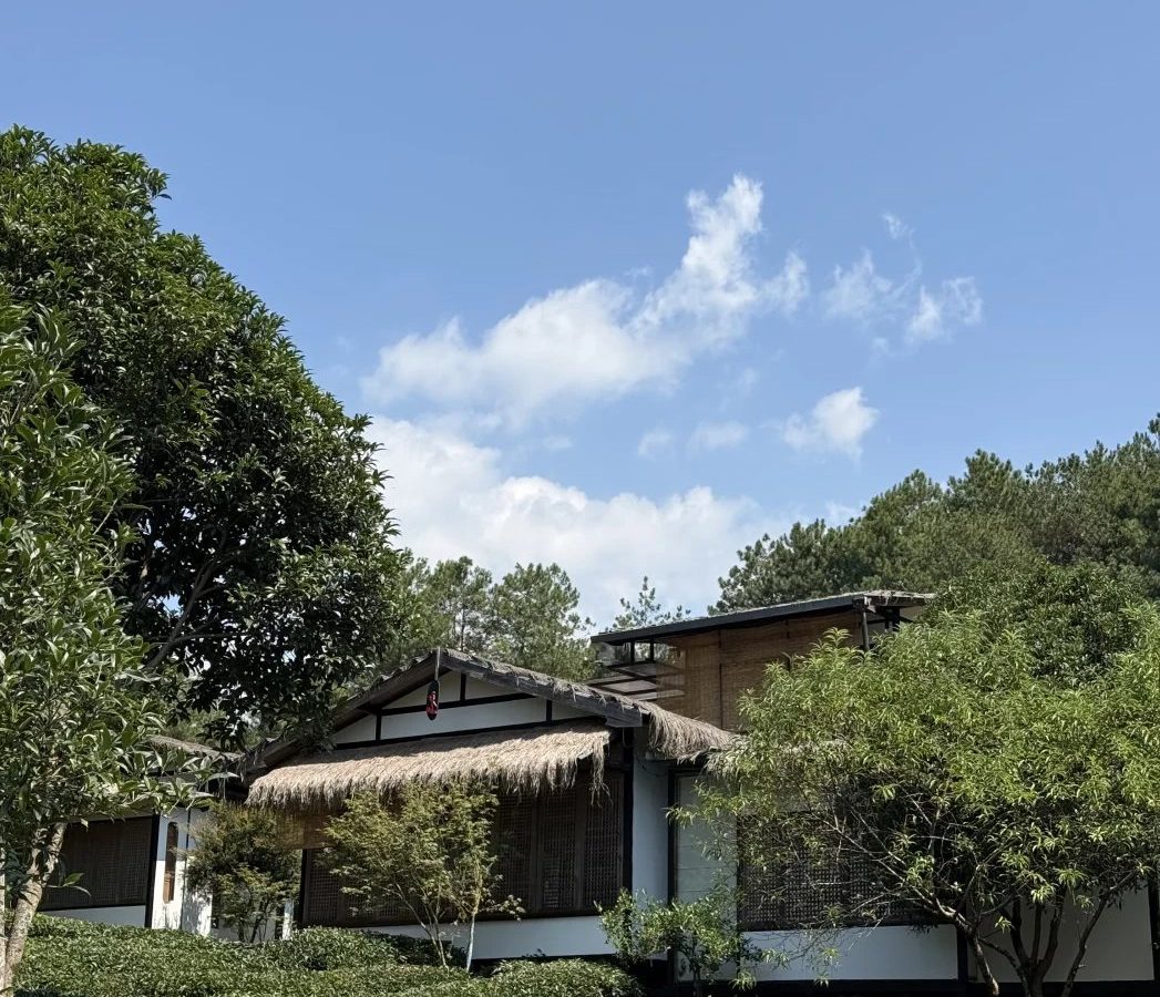 黄茶是什么 · 国际生活场景