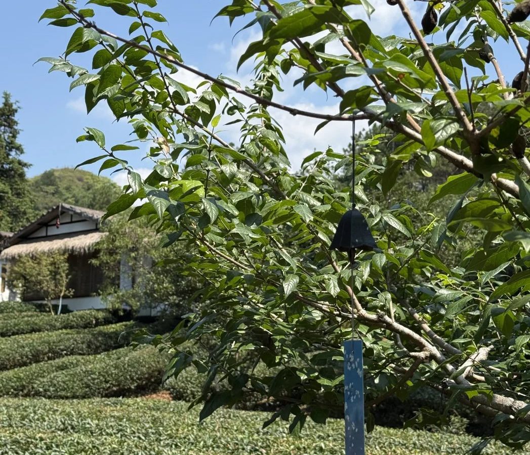 宝山区茶室分布 · 国际生活场景