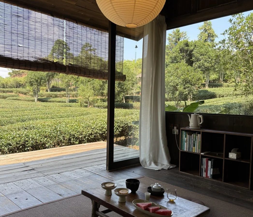 黑茶与普洱的关系 · 国际生活场景
